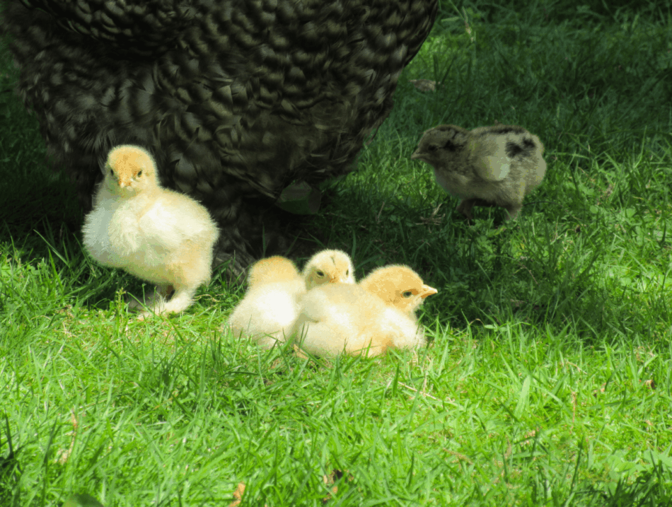 chicks standing next to a hen