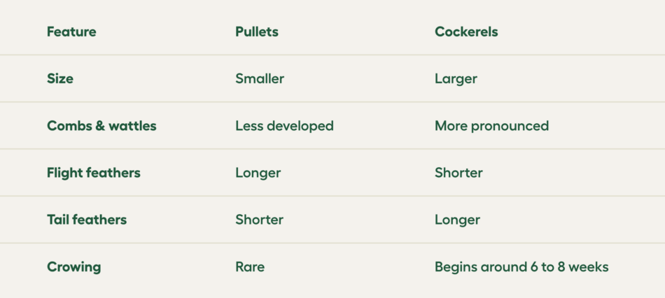 pullets vs cockerels features