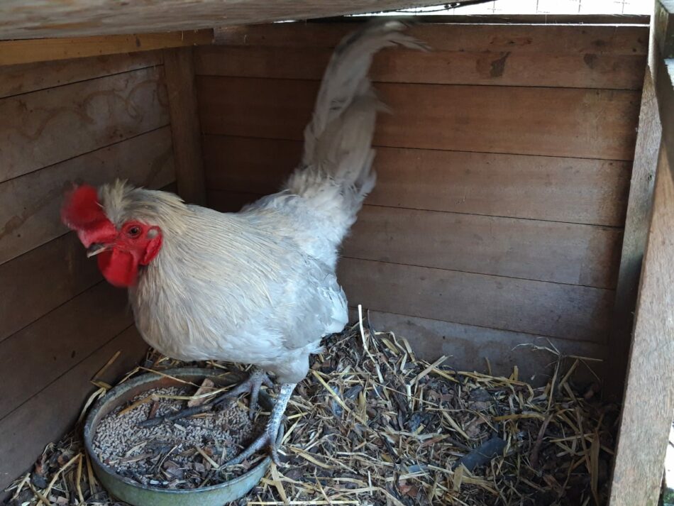 Aracuna chicken in wooden chicken coop