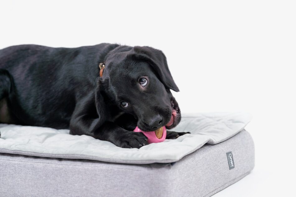 Black Labrador puppy chewing on Kong on their Omlet Topology Dog Bed with Quilted Topper  
