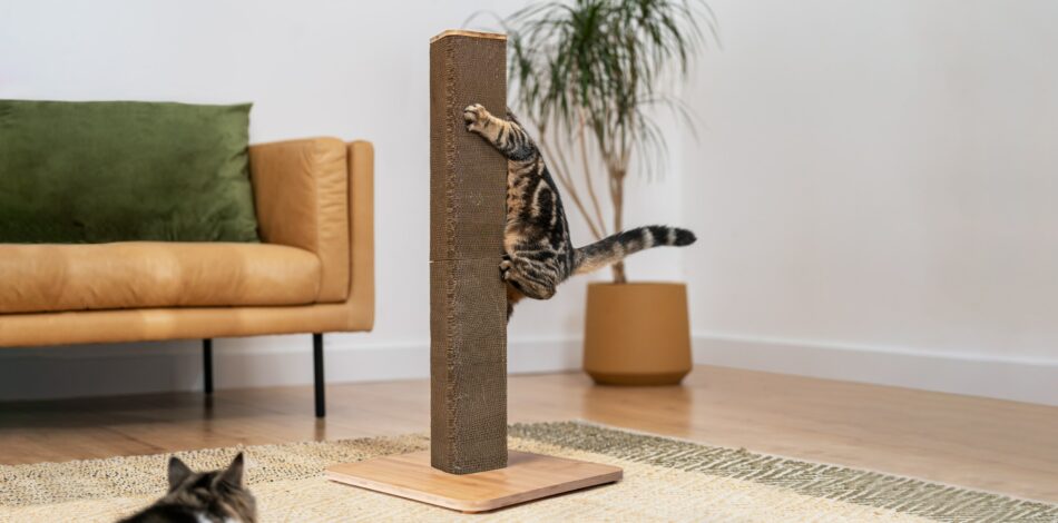 Cat climbing and scratching Omlet Stak cat scratcher