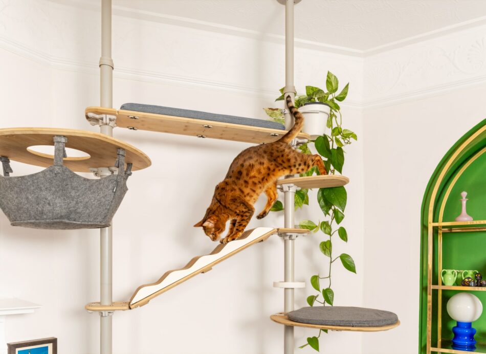 Cat walking along the Omlet Indoor Freestyle cat tree