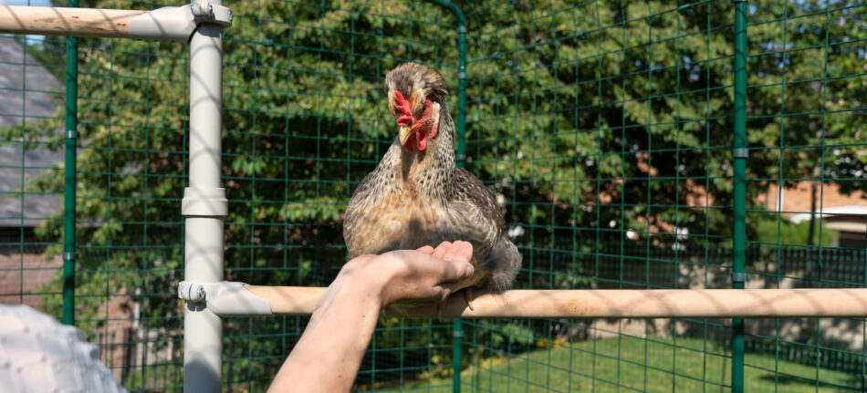 Chicken keeper holding hand out to chicken using Omlet's PoleTree Chicken Perch