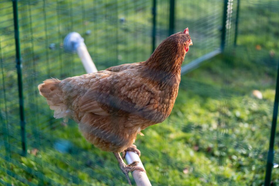 Chicken on Omlet Chicken Perch inside Omlet's Walk In Chicken Run