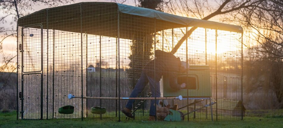 Kippenhouder maakt Omlet kippenhok schoon bij zonsondergang