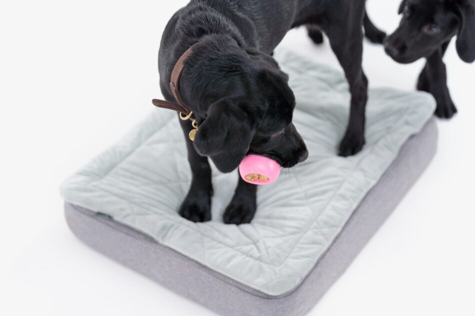 Puppy using Omlet’s Topology dog bed with Quilted Topper  