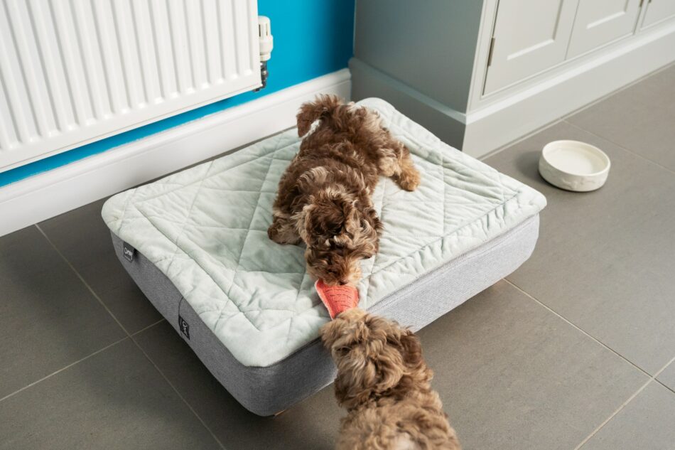 Two puppies chewing on their Omlet Topology Dog Bed with Quilted Topper  