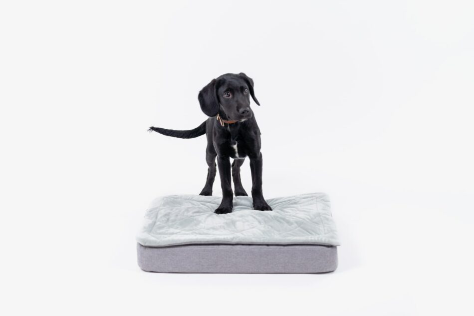 Black Labrador Puppy on Omlet Topology Dog Bed with Quilted Topper