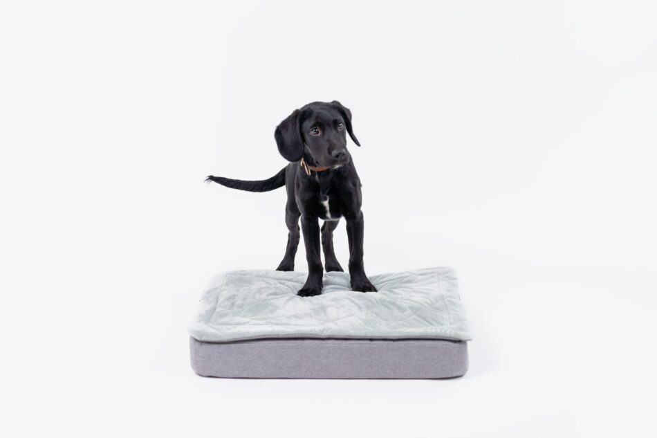 Zwarte Labrador puppy op Omlet Topology hondenmand met Quilted Topper