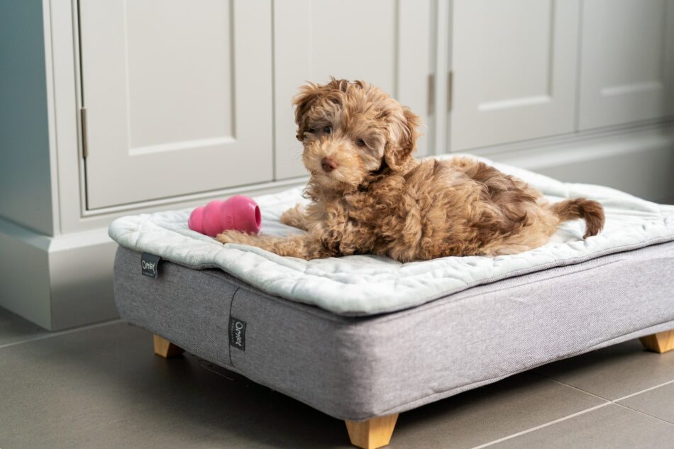Bruine pup op Omlet Topology hondenmand met quilted topper