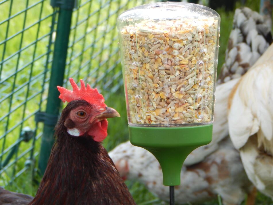 Chickens in the Omlet Cube Chicken Coop pecking at Omlet Peck Toy