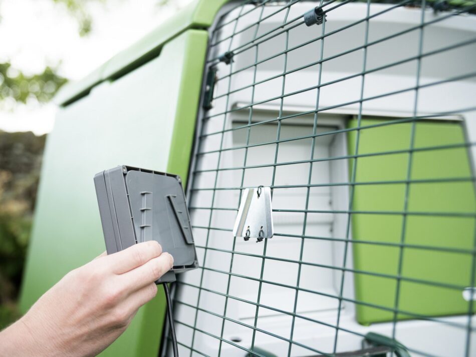 Chicken keeper using the Omlet Automatic Chicken Coop Door control