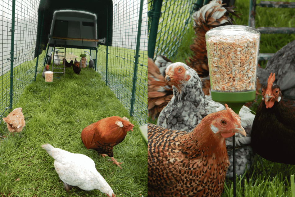 Chickens roaming in their Omlet Eglu Cube Chicken Coop with Peck Toy and weather protection