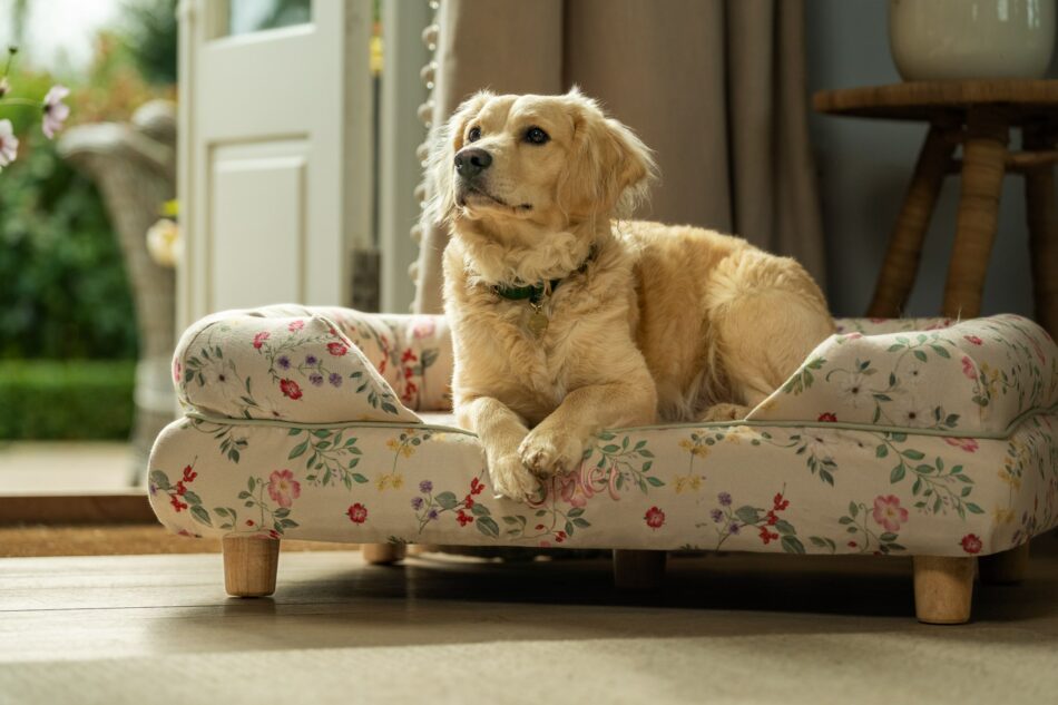 Golden Retriever dog lying on Omlet Bolster Dog Bed in Morning Meadow print