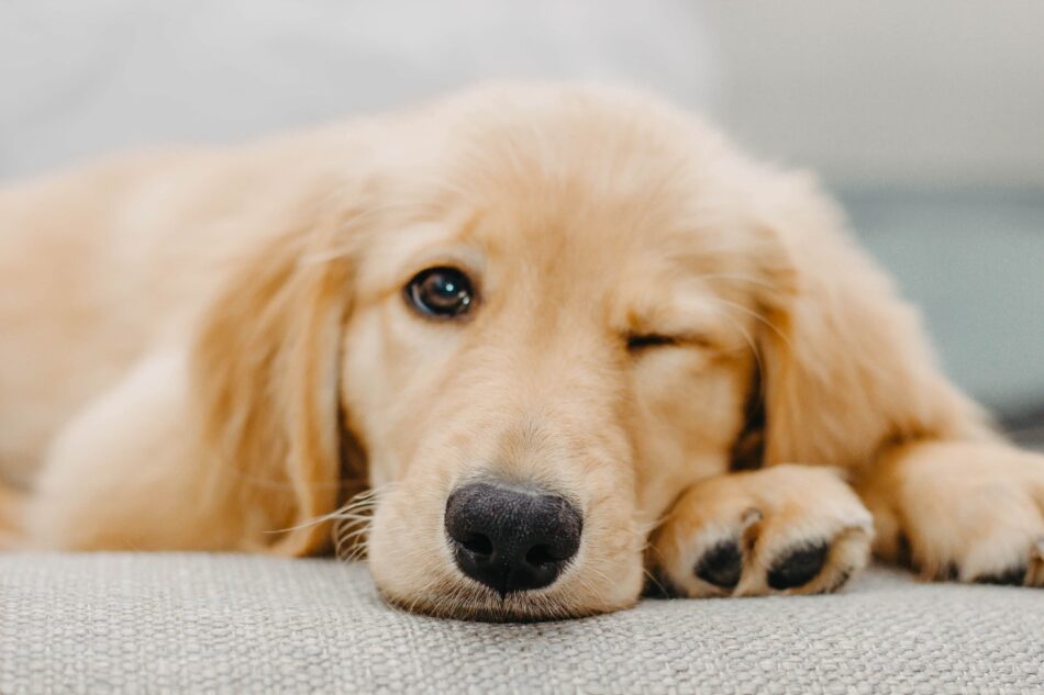 Golden Retriever puppy lying down with one eye shut