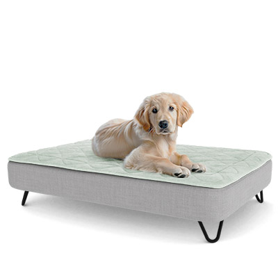 Golden Retriever puppy lying on Omlet Topology Dog Bed with black Hairpin Feet and Quilted Topper
