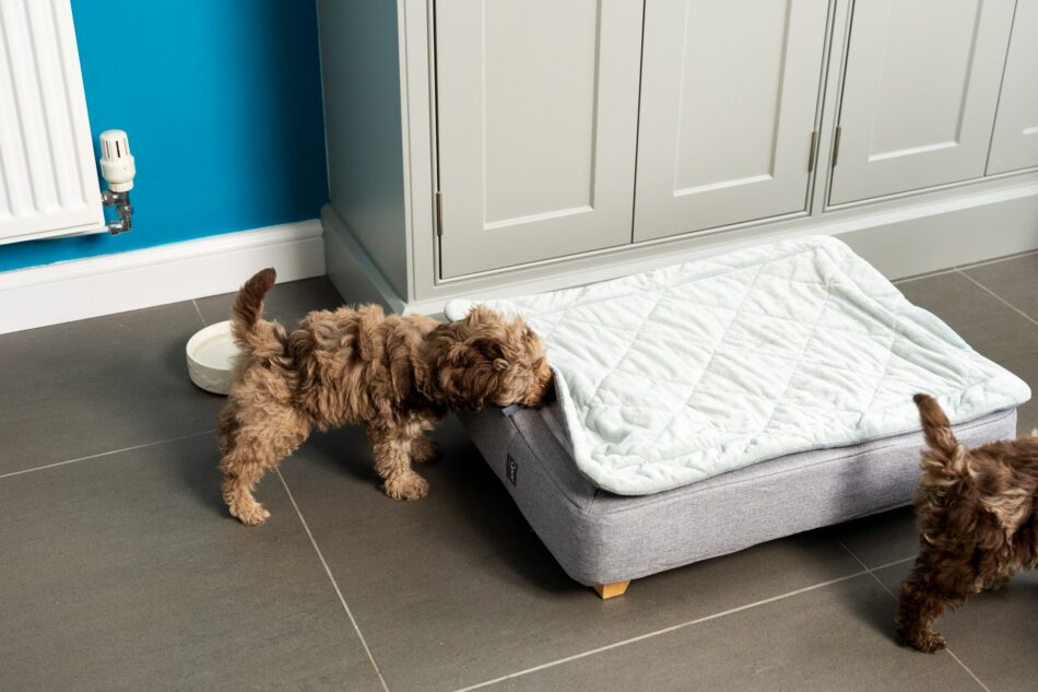 Puppy trekt aan Omlet Topology hondenmand met quilted topper