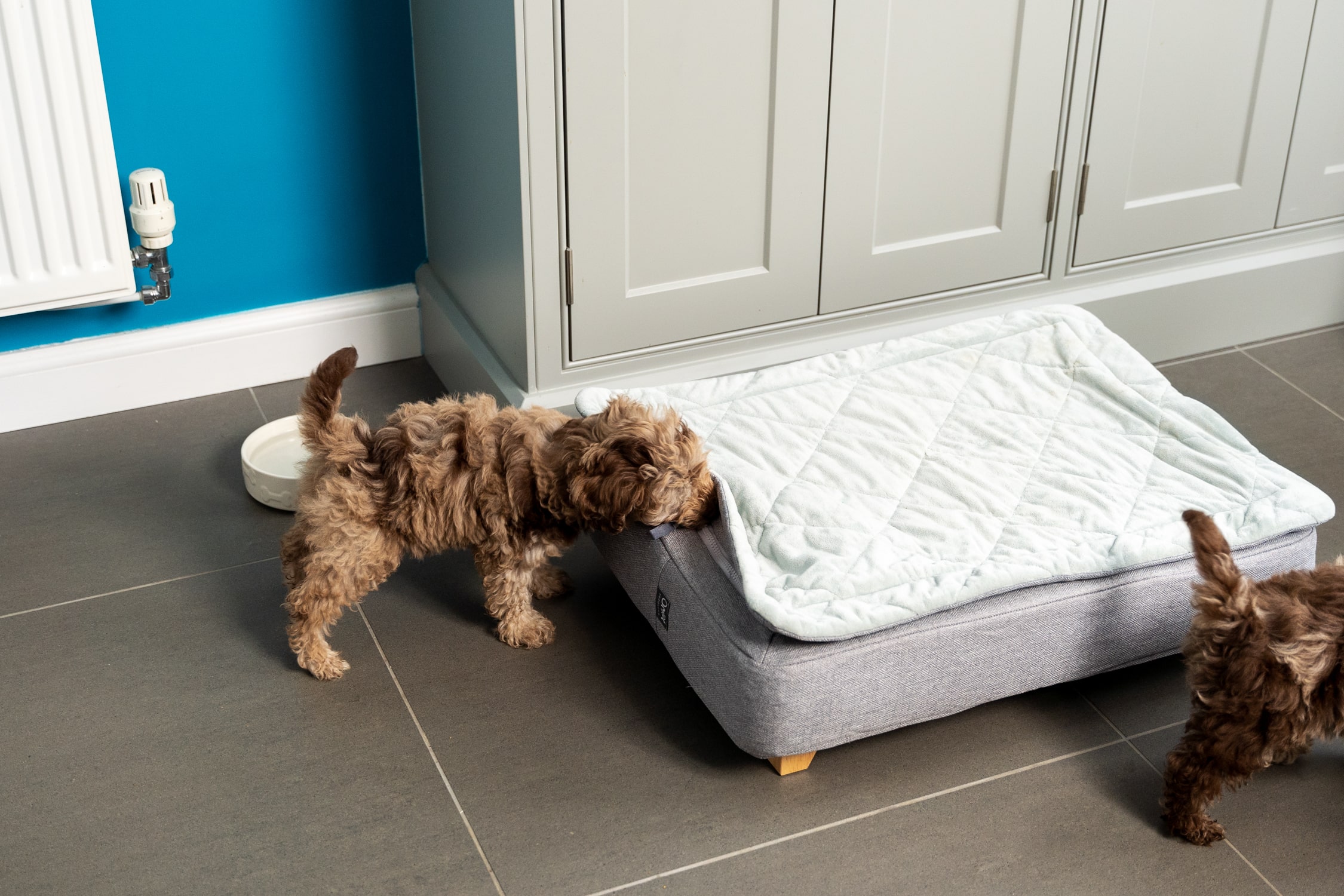 How long do dog beds last? Omlet Blog US