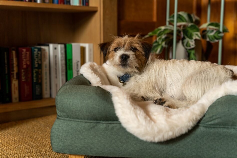 Terrier lying on Omlet Luxury Faux Sheepskin Dog Blanket on Bolster Dog Bed