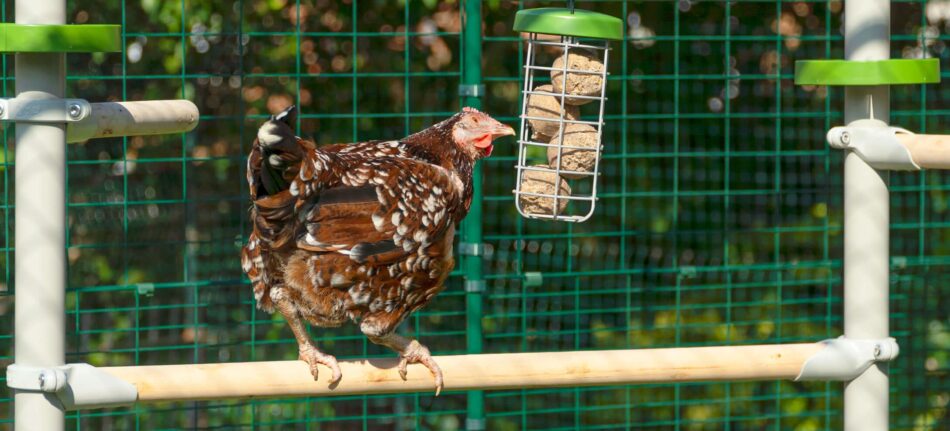 Chicken on wooden bar looking for treats