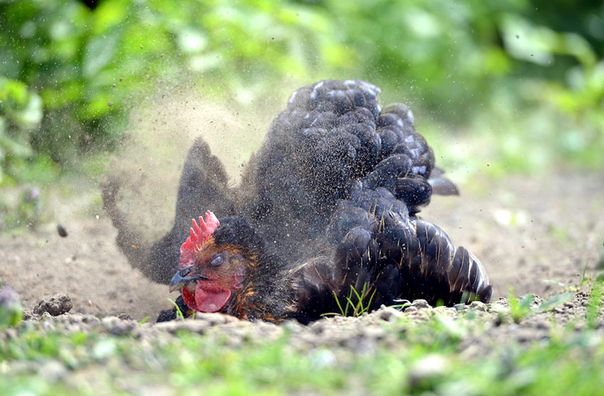 Black Rock hen cooling down in a dust bath