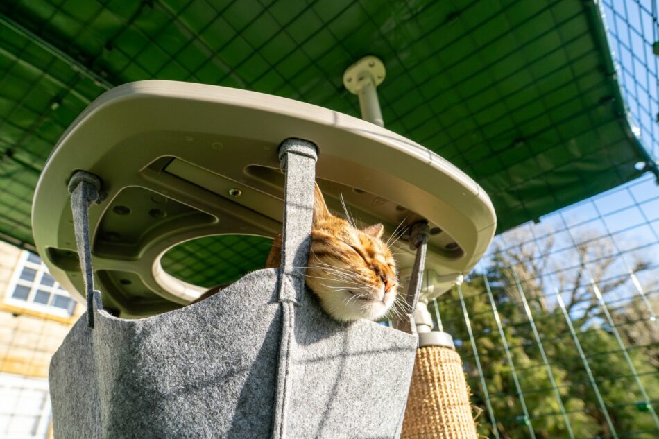 Kat in hangmat in Omlet outdoor Freestyle kattenpaal in kattenren