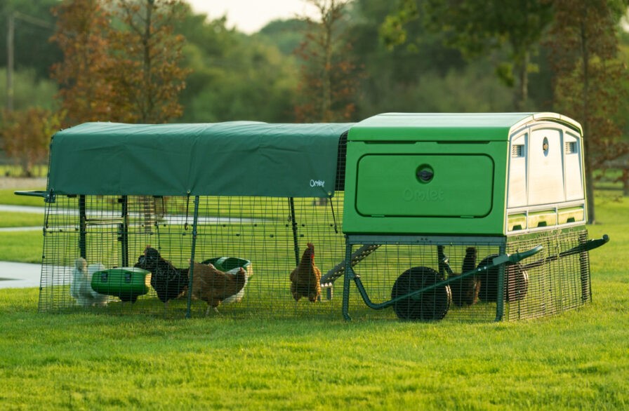 Eglu Pro setup in backyard with chickens in attached run