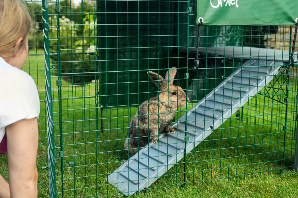Proprietaria di un coniglio che guarda il suo animaletto su una piattaforma Zippi di Omlet in un recinto Walk-In