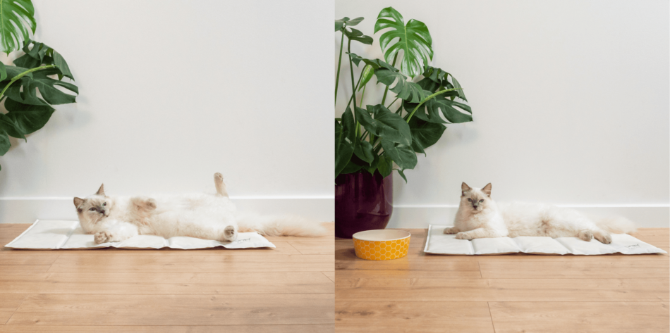 Ragdoll cat relaxing on Omlet Cooling Mat for cats