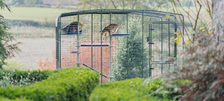 Two cats playing in an Omlet Catio with Freestyle Outdoor cat tree