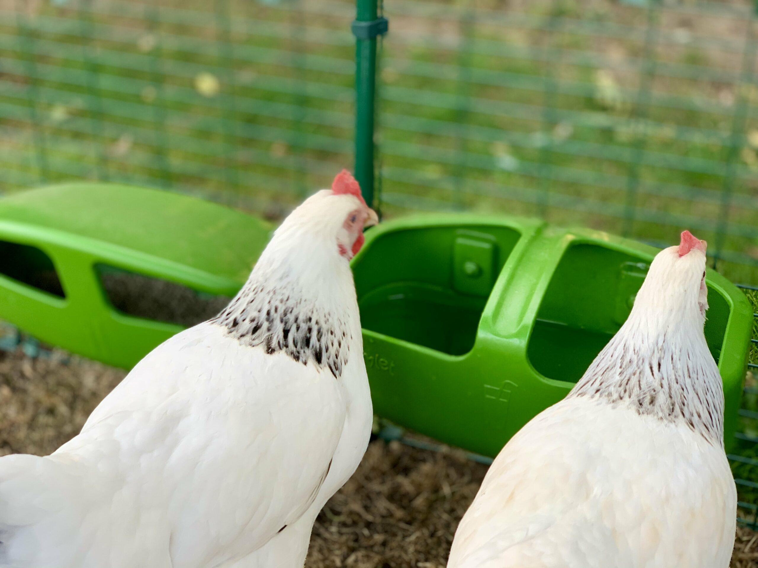 LOWERING THE HUMIDITY IN THE COOP. - Two Creative Chicks