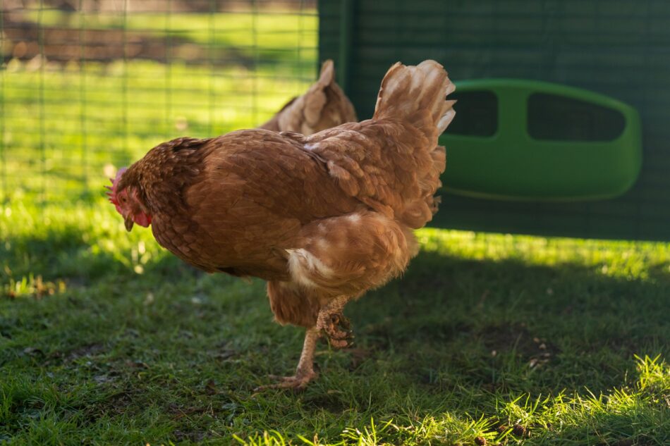 Kip in de inloopren van Omlet met voederbak 