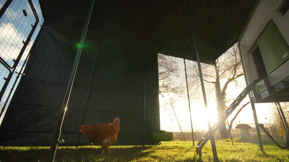 Chicken wandering in Omlet's Walk In Chicken Run