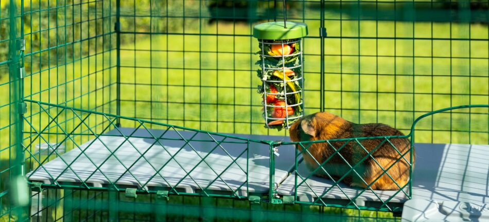 Guinea pig in summer eating fruit from their Caddi Guinea Pig Treat Holder