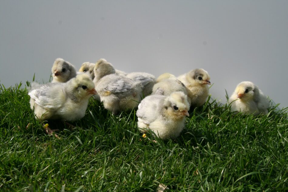 Aracuna baby chicks outside