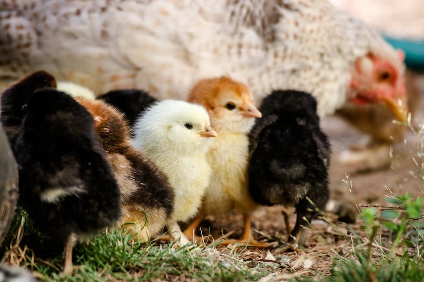 Baby chicks huddled together with mother hen