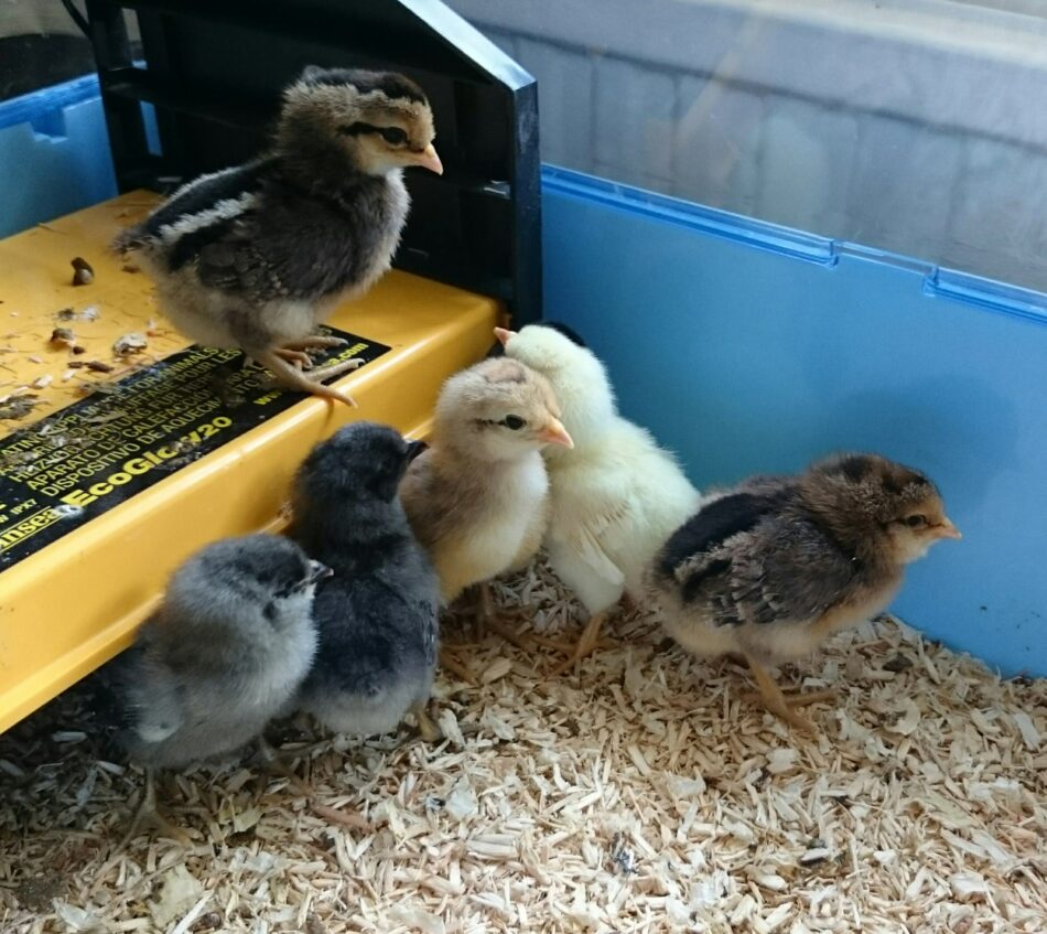 Baby chicks in their brooder