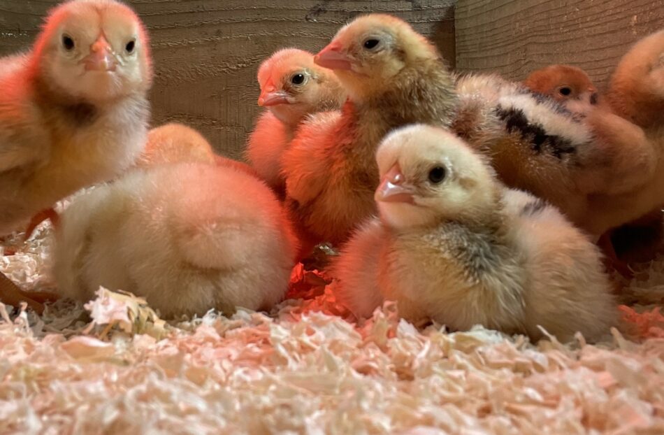 Baby chicks in their incubator