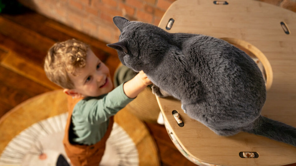 Boy reaching up the Freestyle Cat Tree to a grey cat