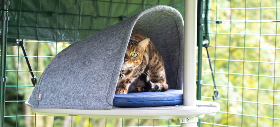Cat in den of Omlet's Outdoor Freestyle cat tree