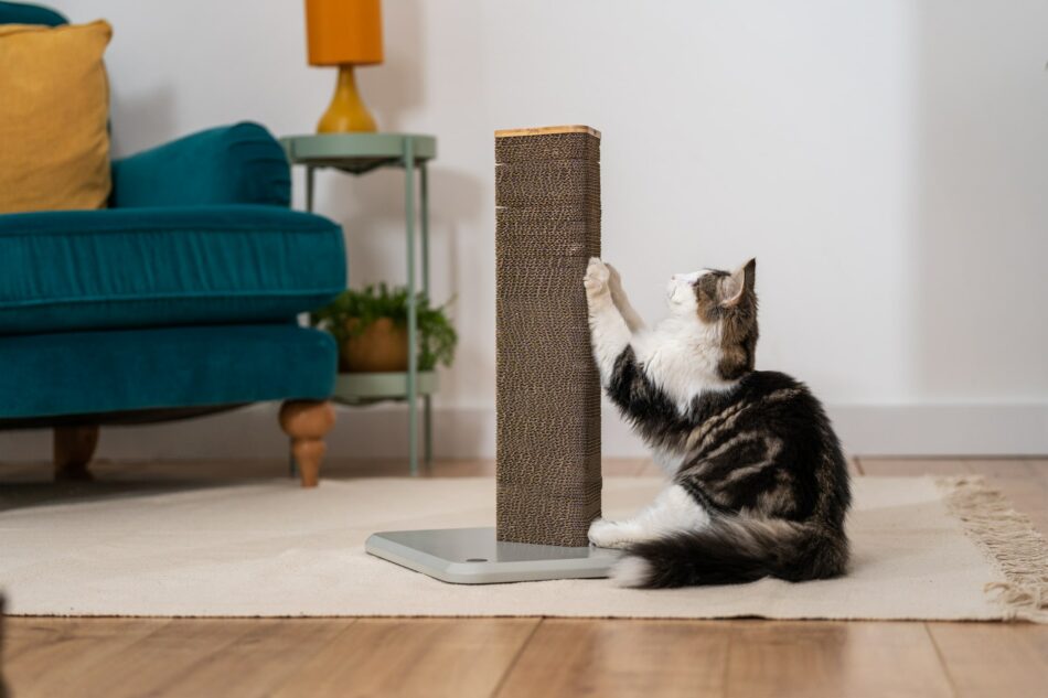Cat in living room using the Omlet Stak cat scratcher
