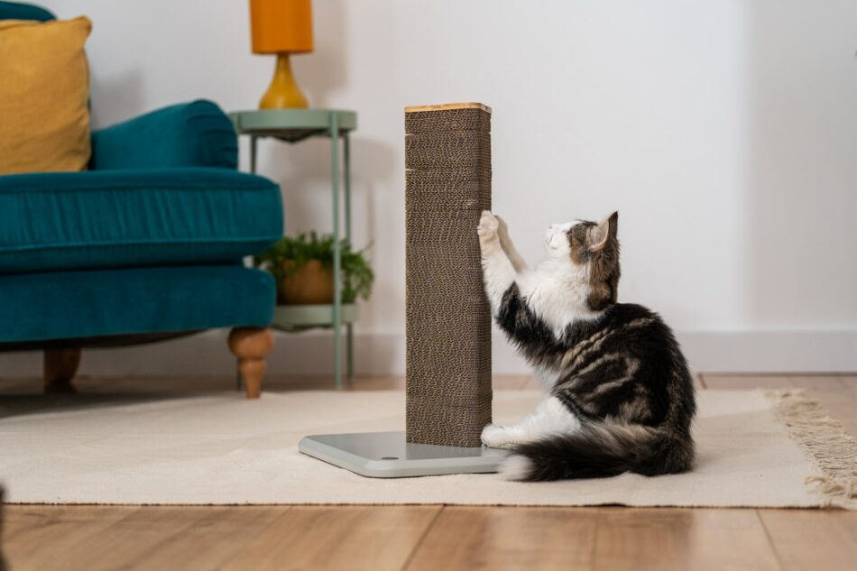 How to train your cat to use a scratching post Omlet Blog Australia