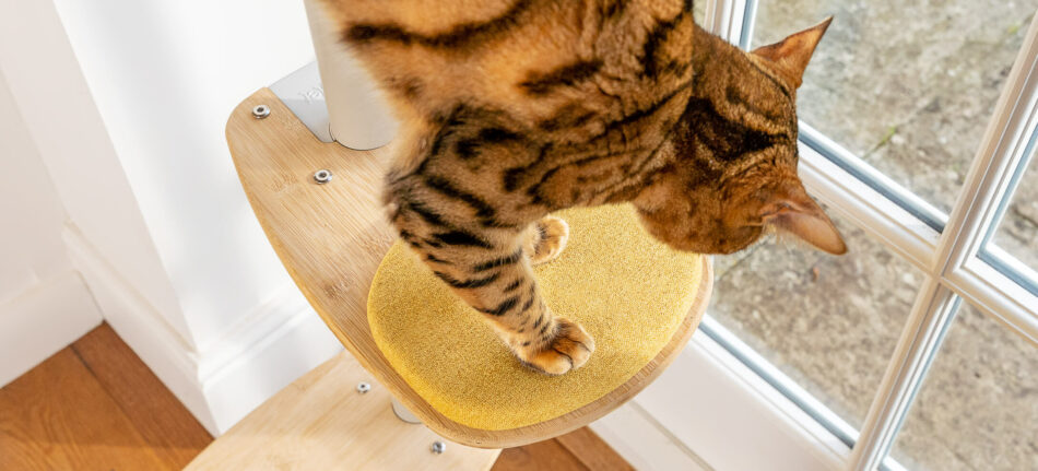 Cat using the step on Omlet's Indoor Freestyle cat tree