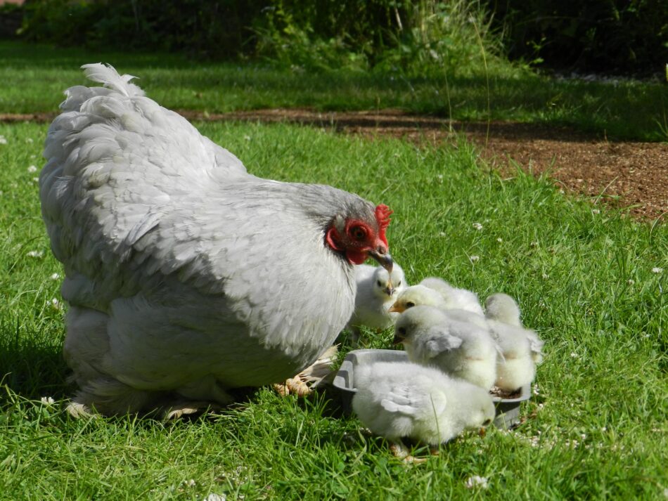 Grey mother hen with her chicks