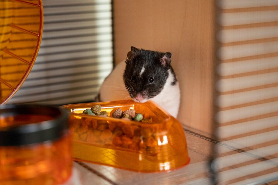 Hamster in their cage nibbling at food