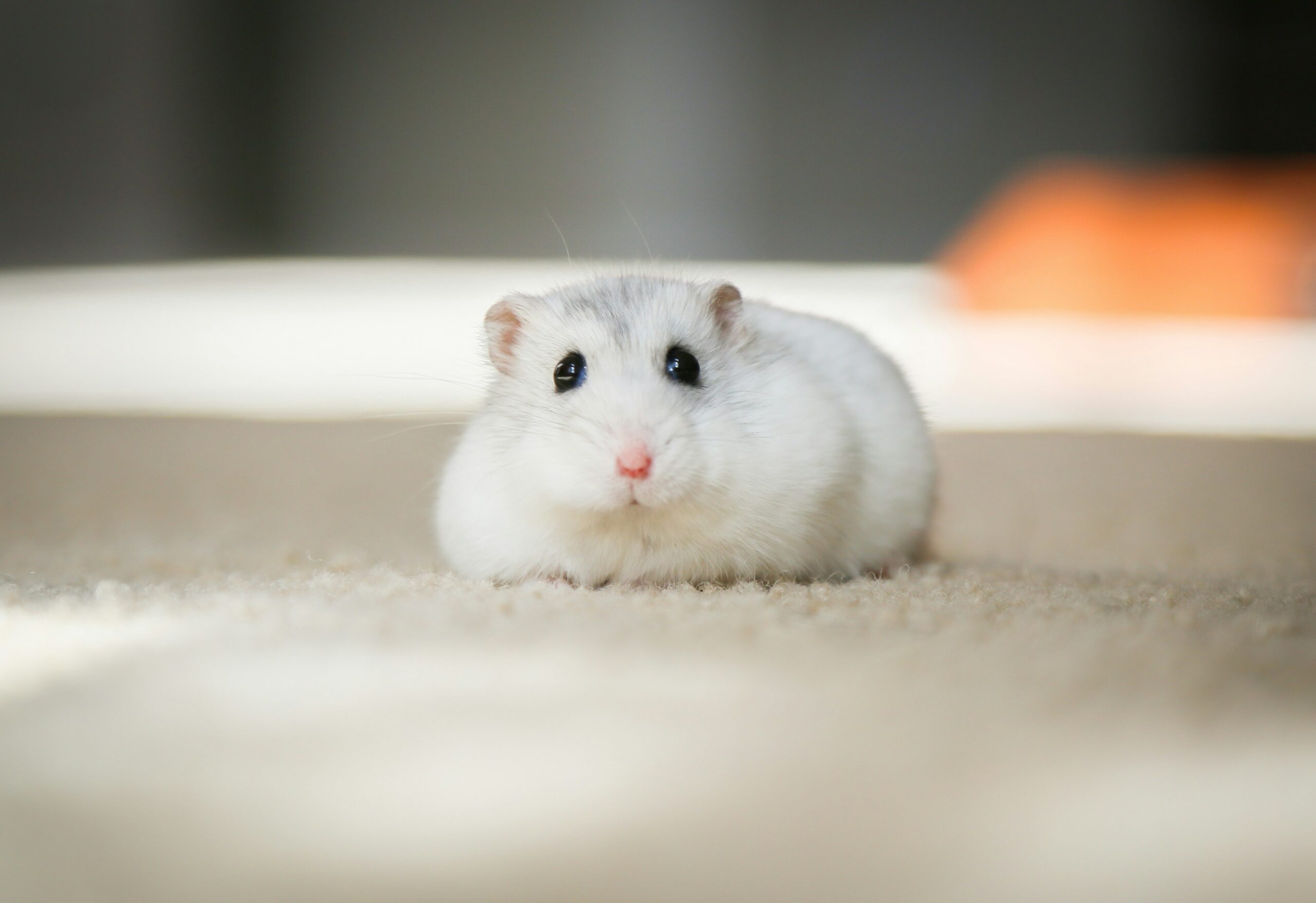Hamster personalities explained - Omlet Blog US