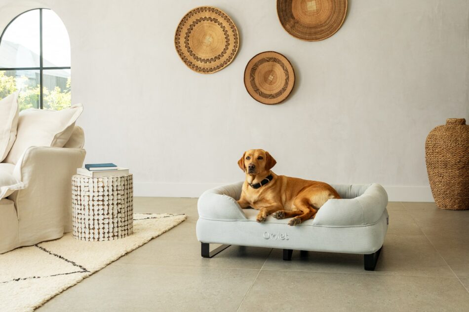 Labrador lying on Omlet Bolster dog bed in Corduroy Pebble