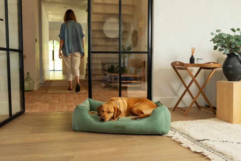 Labrador lying on Omlet Nest dog bed in Corduroy Moss