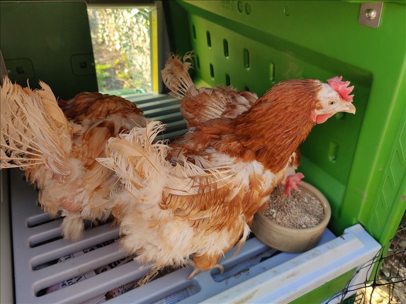 Rescue hens in their Omlet Eglu Cube chicken coop