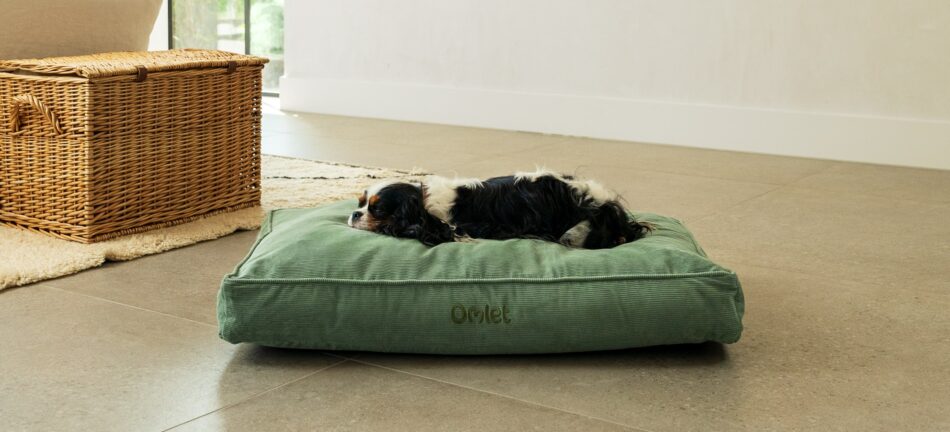 Spaniel dog lying on Omlet Cushion dog bed in Corduroy Moss